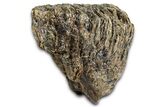 Fossil Woolly Mammoth Lower M Molar - Hungary #370355-5